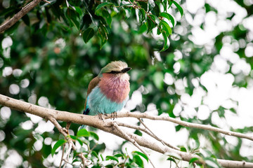 A Lilac-breasted roller sitting in a tree.