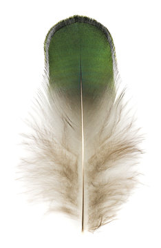 Green fluffy peacock feather. Isolated picture.