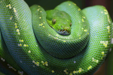 Grüner Baumpython / Green Tree Python / Morelia viridis.