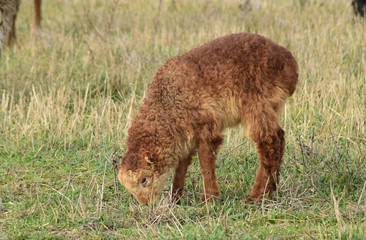Sheep in the pasture