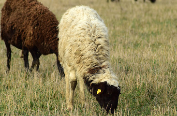 Sheep in the pasture