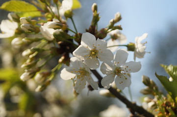 Wiosenne kwiaty