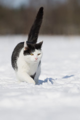 Katze im Schnee