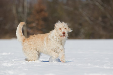 Hund Mischlingshündin im Schnee