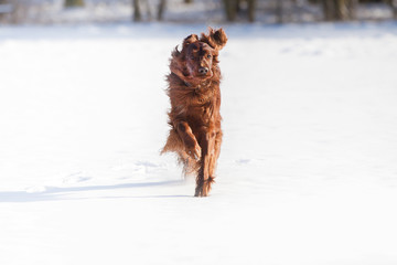 Irish red Setter im Schnee