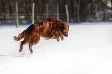 Irish red setter im SChnee