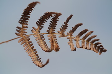 Brown bracken