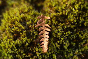 Brown bracken