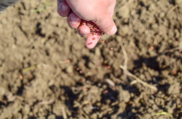 Sowing of maize out of hand