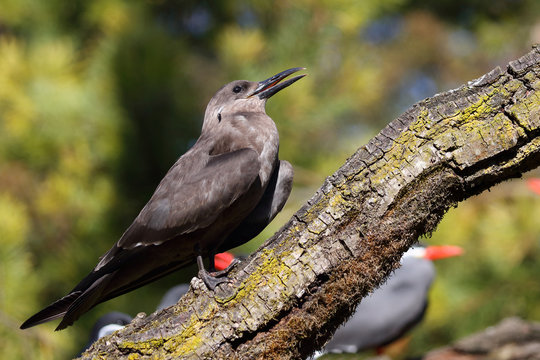 Inkaseeschwalbe / Inca tern / Larosterna inca...