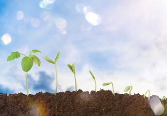 Growth of new life on  background