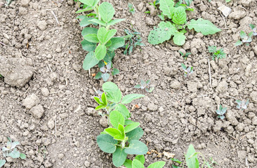 the Soy field.