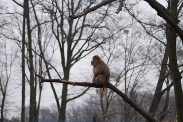 Samotna małpa na drzewie