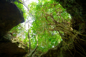石垣島の鍾乳洞