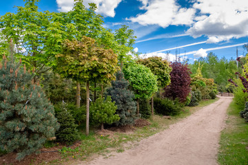 Fototapeta na wymiar Young maples, pine and chestnut trees. Alley of seedling of trees, bushes, plants at plant nursery.