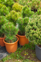 Several plastic pots of beautiful pine trees on tree nursery farm.