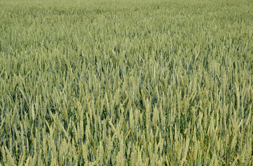 Spikelets of green wheat. Ripening wheat in the field.