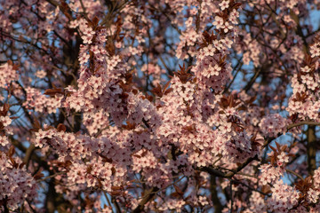 Spring blossom trees