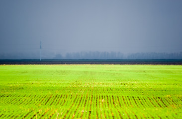 Spring winter wheat field