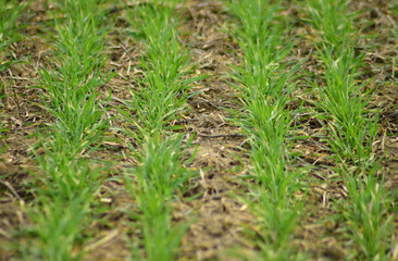 Spring winter wheat field