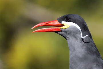 Inkaseeschwalbe / Inca tern / Larosterna inca.