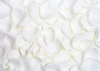 Fototapeta premium Background of white rose petals