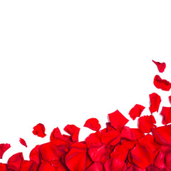 Romantic red rose petals on white background