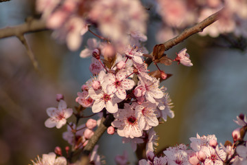 Spring blossom trees