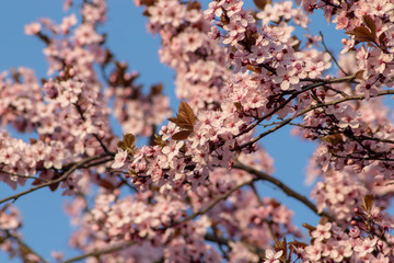Spring blossom trees