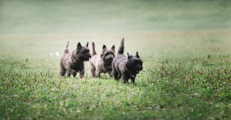Lots of little funny dogs walk freely without a leash on the grass. Breed Kern Terrier.