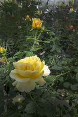 Gorgeous double yellow rose flowers