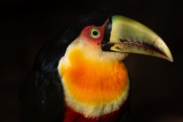 colorful bird on a branch