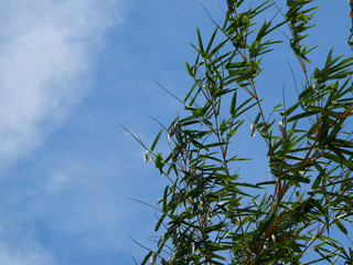 Bamboo against the blue sky.