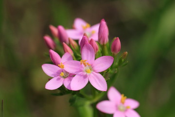 Tausendgüldenkraut (Centaurium eryhraea )