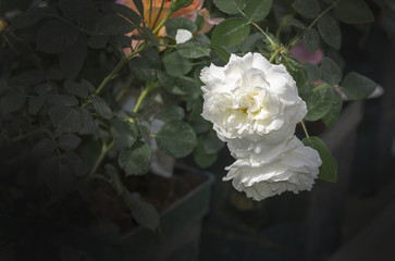 Beautiful double white rose flowers closeup