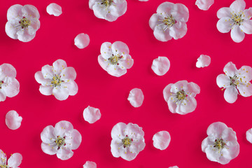 Apricot flowers and petals on a pink background. Spring white flowers pattern on red.