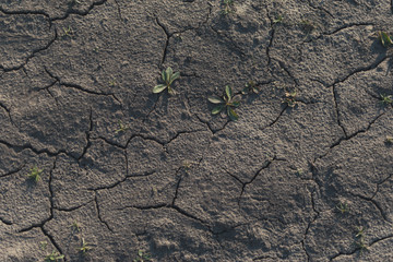 Dry cracked ground with growing green plants.