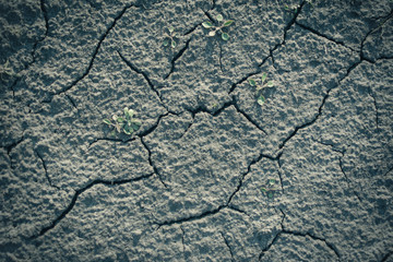 Dry cracked ground.