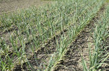 The cultivation of garlic in the garden. The bed of garlic