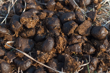 A pile of fresh horse manure.