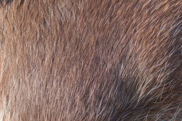 Animal hair of fur cow leather texture background.Natural Fluffy brown cowhide skin.