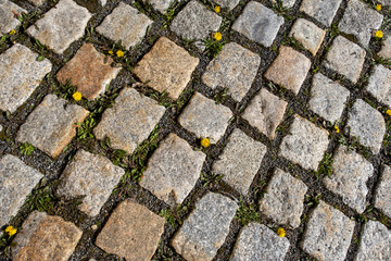 Kopfsteinpflaster mit Loewenzahn