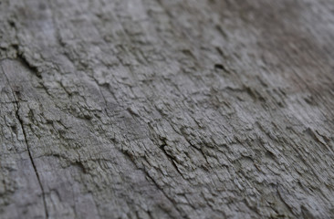 Fir-tree needles. background