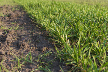 Agricultural field of grass.