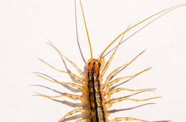 The Flycatcher. Scutigera coleoptrata. Centipede flycatcher, insect predator