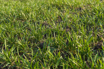 Agricultural field of grass.
