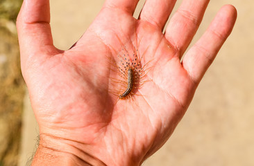 The Flycatcher. Scutigera Coleoptera lies on the person's palm. Centipede flycatcher, insect...