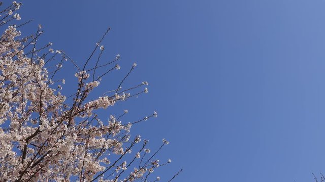 成田空港〜さくらの山の桜とひこうき#8