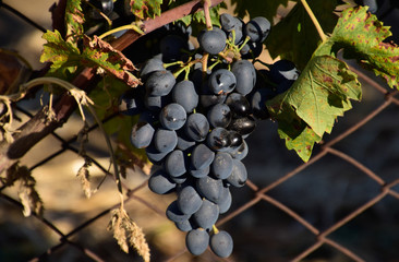 The grape gardens. Cultivation of wine grapes at the Sea of Azov