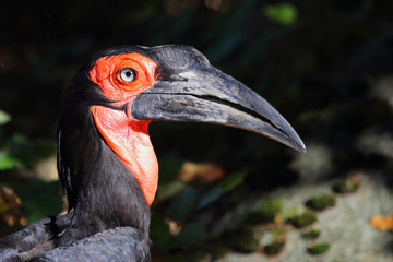 Kaffernhornrabe / Southern Ground Hornbill / Bucorvus leadbeateri